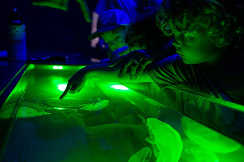 Rhett Hall touches a moon jellyfish on Aug. 13, 2022, at the Texas State Aquarium in Corpus Christi, Texas. 