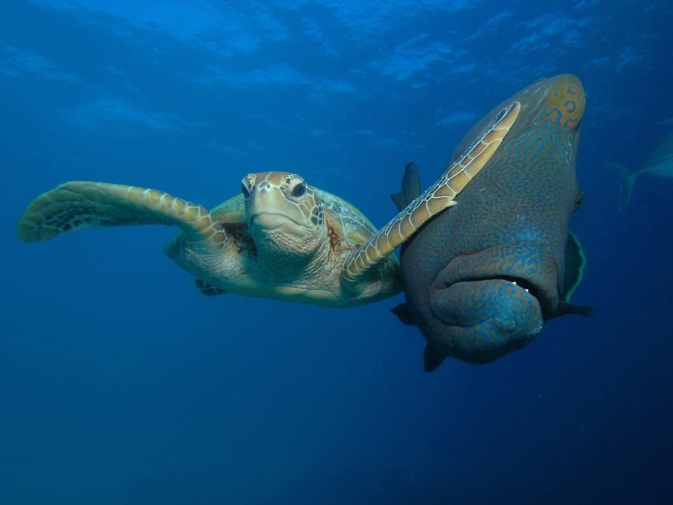 Slap" by Troy Mayne. A turtle pushes a fish with its fin.