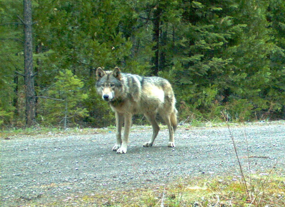 FILE - In this remote camera photo taken May 3, 2014, and provided by the Oregon Department of Fish and Wildlife the wolf OR-7 stands on the Rogue River-Siskiyou National Forest in southwest Oregon's Cascade Mountains. Environmental groups have withdrawn from talks aimed at updating the wolf management plan in Oregon. Wolf conservation advocates, ranchers and hunters have been meeting with the Oregon Department of Fish and Wildlife for months to update the rules that protect and manage the state's rebounding wolf population. (Oregon Department of Fish and Wildlife via AP, File)