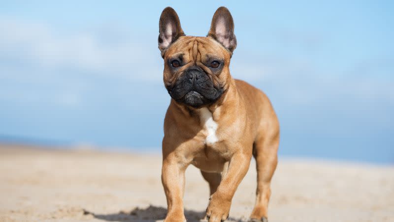 French bulldogs have passed Labrador retrievers as the most popular dog breed in the U.S.