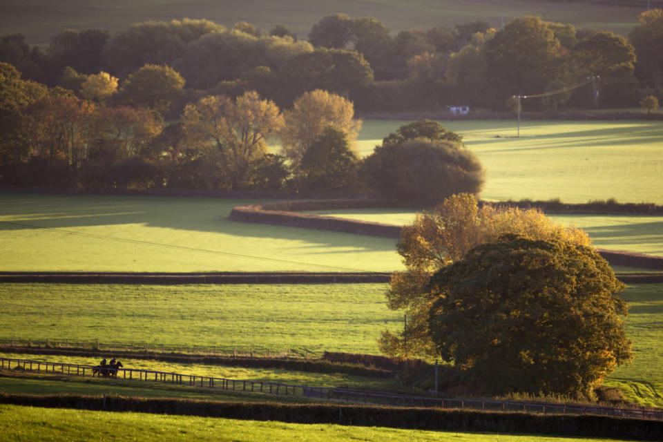 The trees changing colour at Sandhill Racing Stables, Minehead 