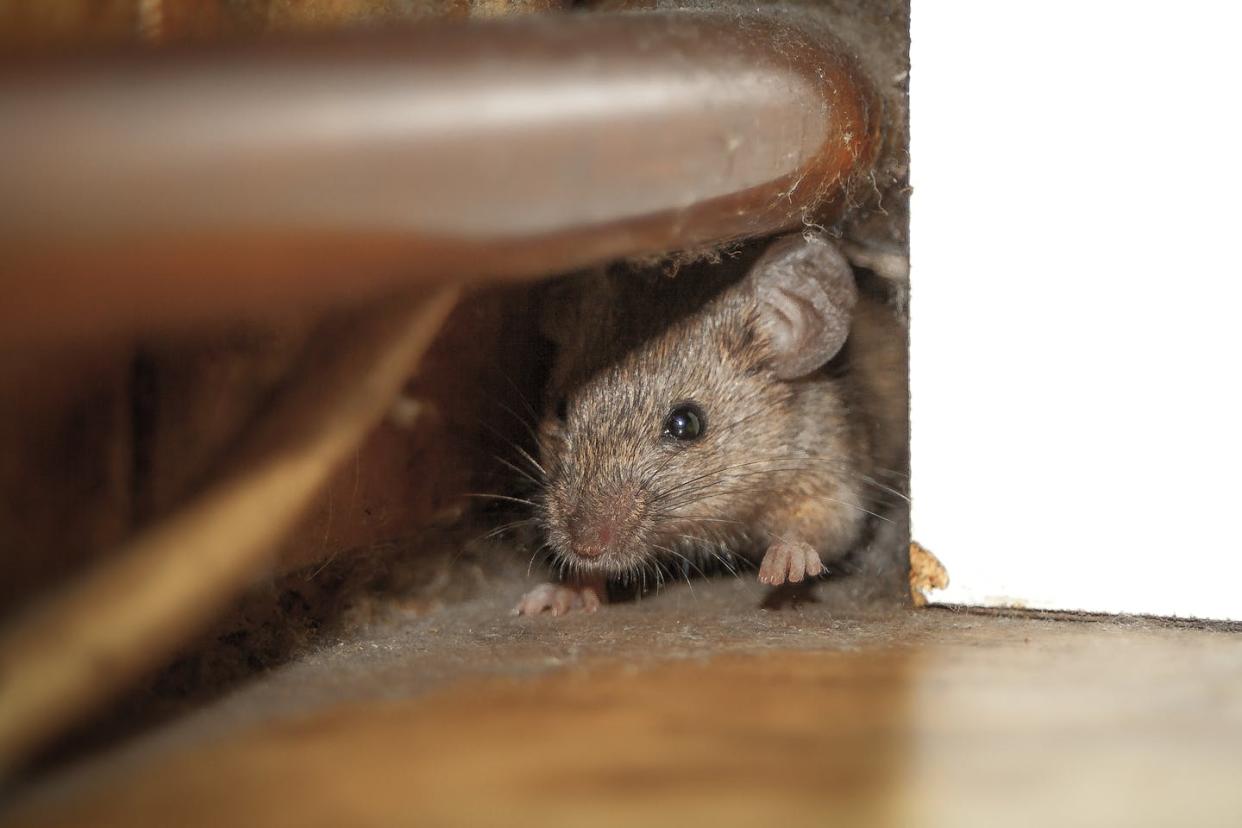 European colonizers brought mice to the Americas, where they squeaked out a comfortable life. <a href="https://www.gettyimages.com/detail/photo/mouse-peeking-out-of-the-hole-royalty-free-image/525023427" rel="nofollow noopener" target="_blank" data-ylk="slk:Dejan Kolar/iStock Collection via Getty Images Plus;elm:context_link;itc:0;sec:content-canvas" class="link ">Dejan Kolar/iStock Collection via Getty Images Plus</a>