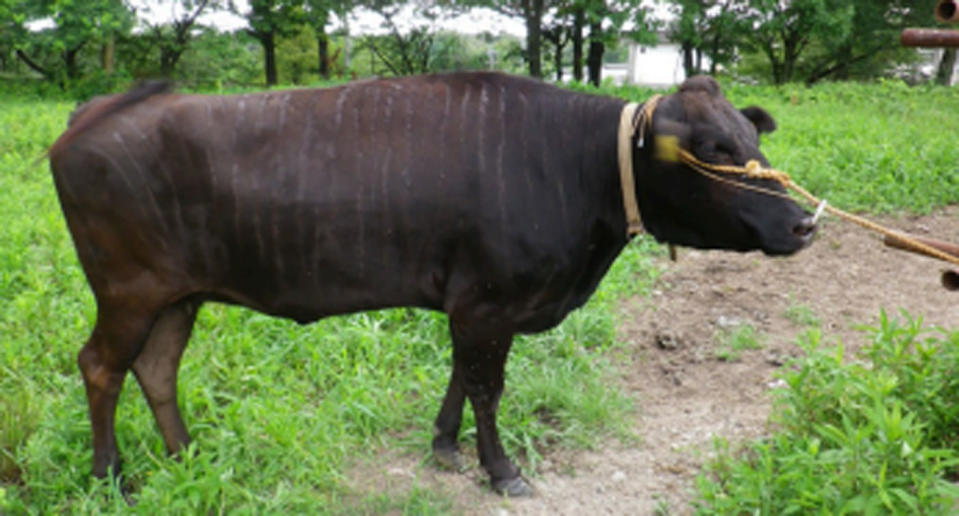 A cow with painted stripes.