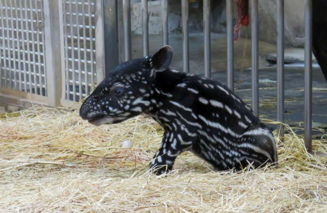 (台北市立動物園提供)