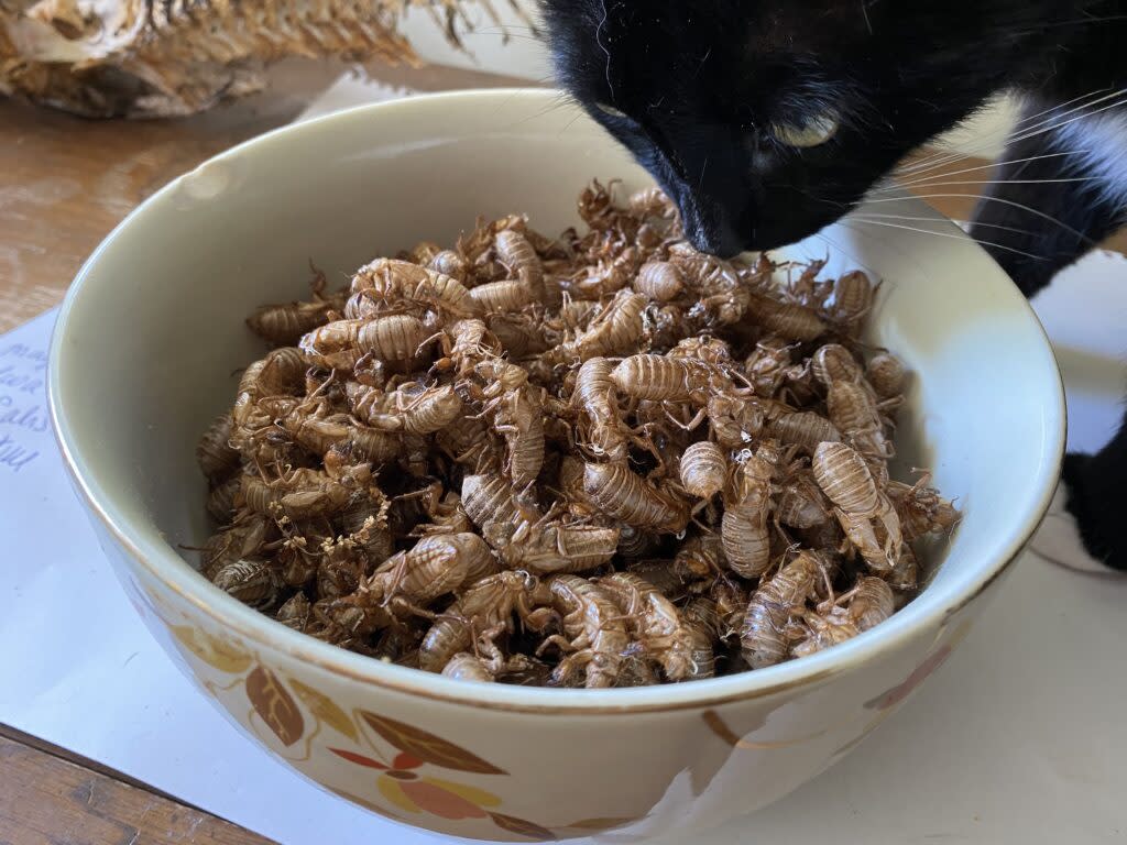 a cats sniffs bowl of cicada shells