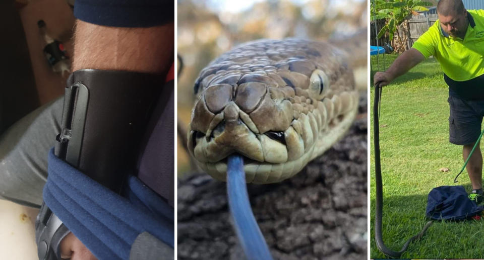 Left, Jonesy's arm in a cast. Middle, a coastal carpet python close up. Right, the snake catcher handles a python in a backyard. 