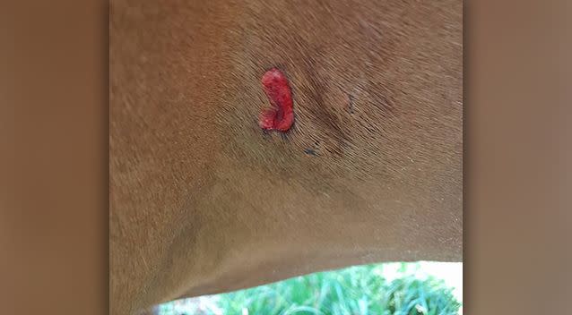 Photos posted to Facebook suggested one of the horses was also wounded. Photo: Facebook/Leanne Holland