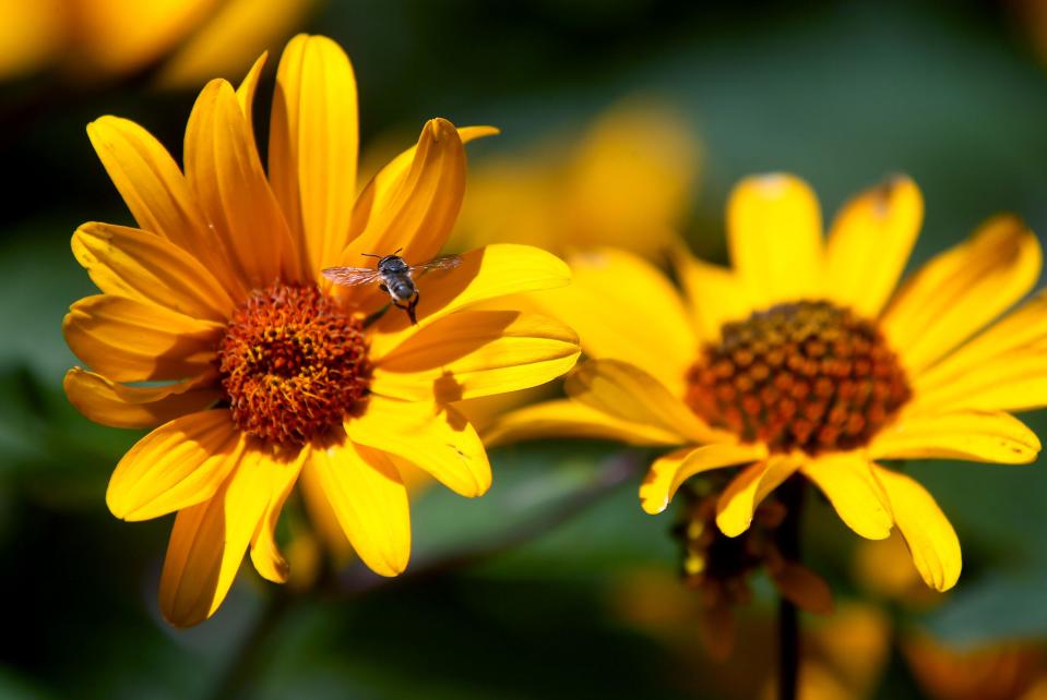 Fall sunflowers are seen in the garden of Sally Edgett. Late spring is an optimal time to start planting in Wisconsin.