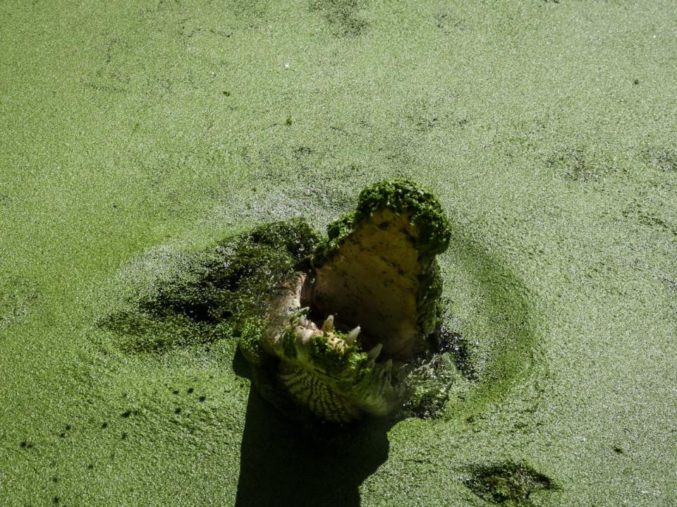 File. Picture taken on 6 April 2024 shows a crocodile in a lagoon during a boat tour for tourists at Hartley’s Crocodile Adventure Park north of the Queensland city of Cairns (AFP via Getty)