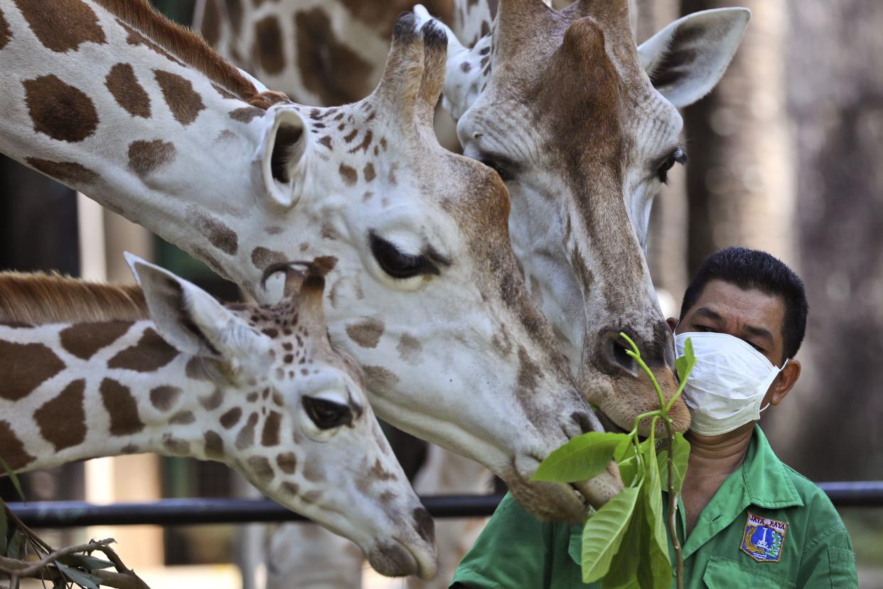 A zookeeper wearing a protective face mask feeds giraffes at Ragunan Zoo prior to its reopening after weeks of closure due to the large-scale restrictions imposed to help curb the new coronavirus outbreak in Jakarta, Indonesia on Wednesday, June 17, 2020. As Indonesia's overall virus caseload continues to rise, the capital city has moved to restore normalcy by lifting some restrictions, saying that the spread of the virus in the city of 11 million has slowed after peaking in mid-April.