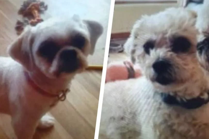 Millie and Rosie were stolen from their owners' garden in Levenshulme