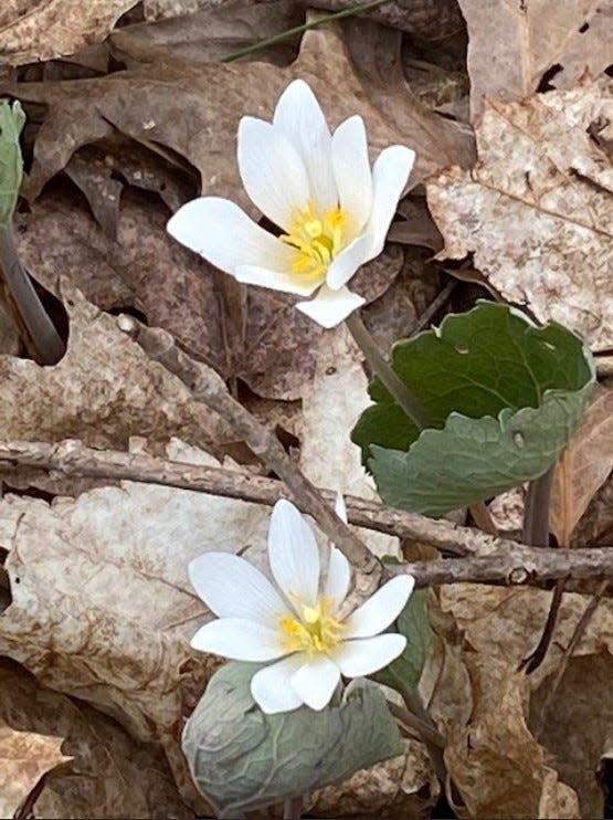 Bloodroot is an early spring wildflower.