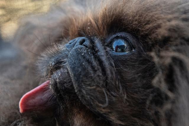 World\'s Ugliest Dog Competition 2024