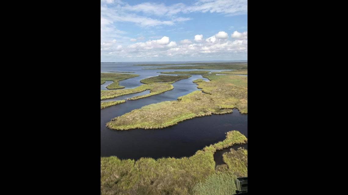 The Corolla Wild Horse Fund manages a heard of about 101 horses spread in an area that is “marshy, swampy, and difficult to navigate.” Corolla Wild Horse Fund photo