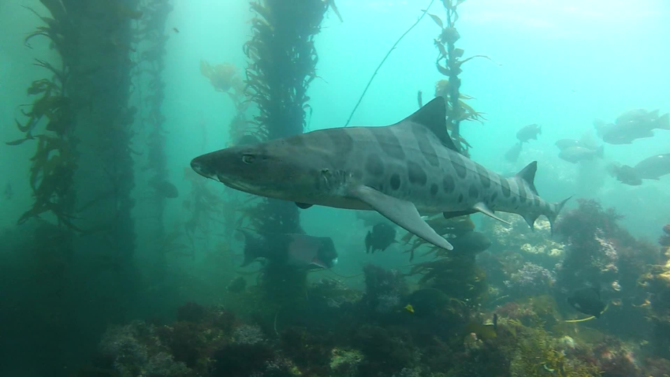 A leopard shark swims alongside other fish in Diablo Cove, offshore of Diablo Canyon nuclear power plant.