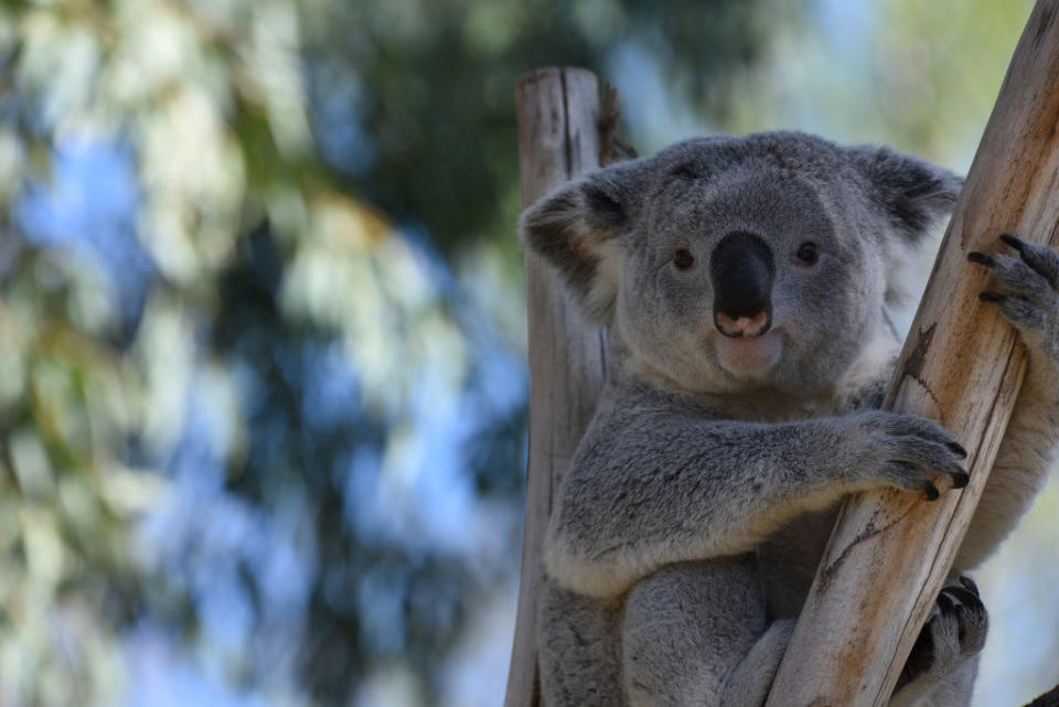 A koala bear in a tree