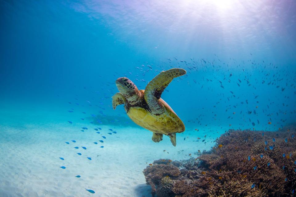 A green sea turtle swims through a coral reef