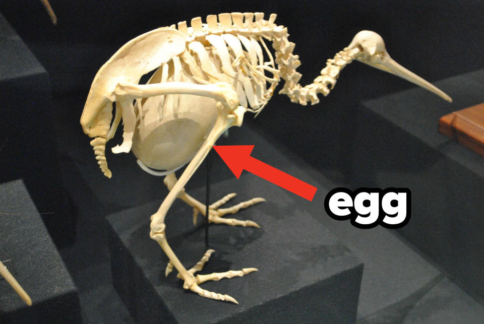 A kiwi egg inside a skeleton