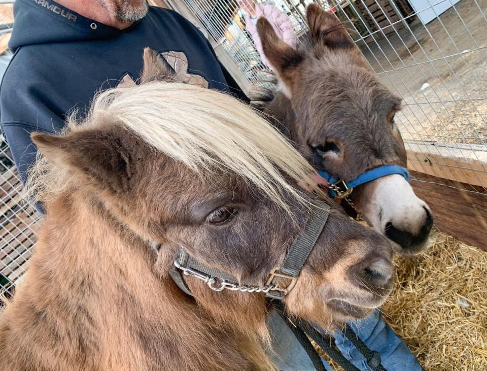 McGoo the Shetland pony gets a nuzzle from his donkey friend on Saturday. They were special guests of the petting zoo on Saturday and Sunday.