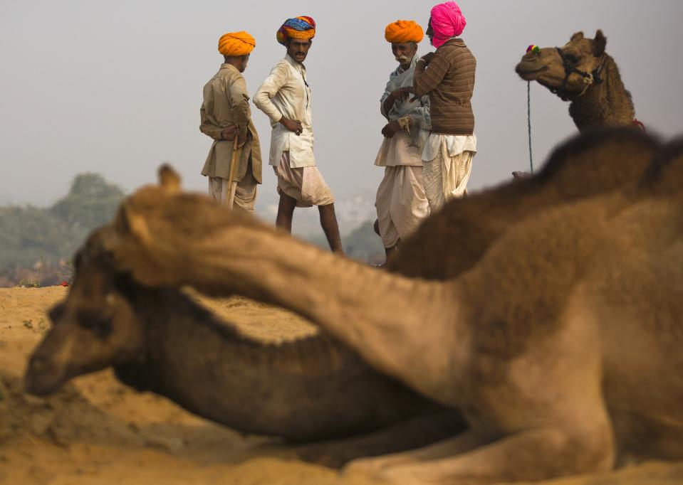 Camel traders wearing traditional headgears stand next to their camels at the Pushkar Fair in the Indian desert state of Rajasthan November 10, 2013. Many international and domestic tourists throng to Pushkar to witness one of the most colourful and popular fairs in India. Thousands of animals, mainly camels, are brought to the fair to be sold and traded. REUTERS/Ahmad Masood (INDIA - Tags: SOCIETY ANIMALS TRAVEL)