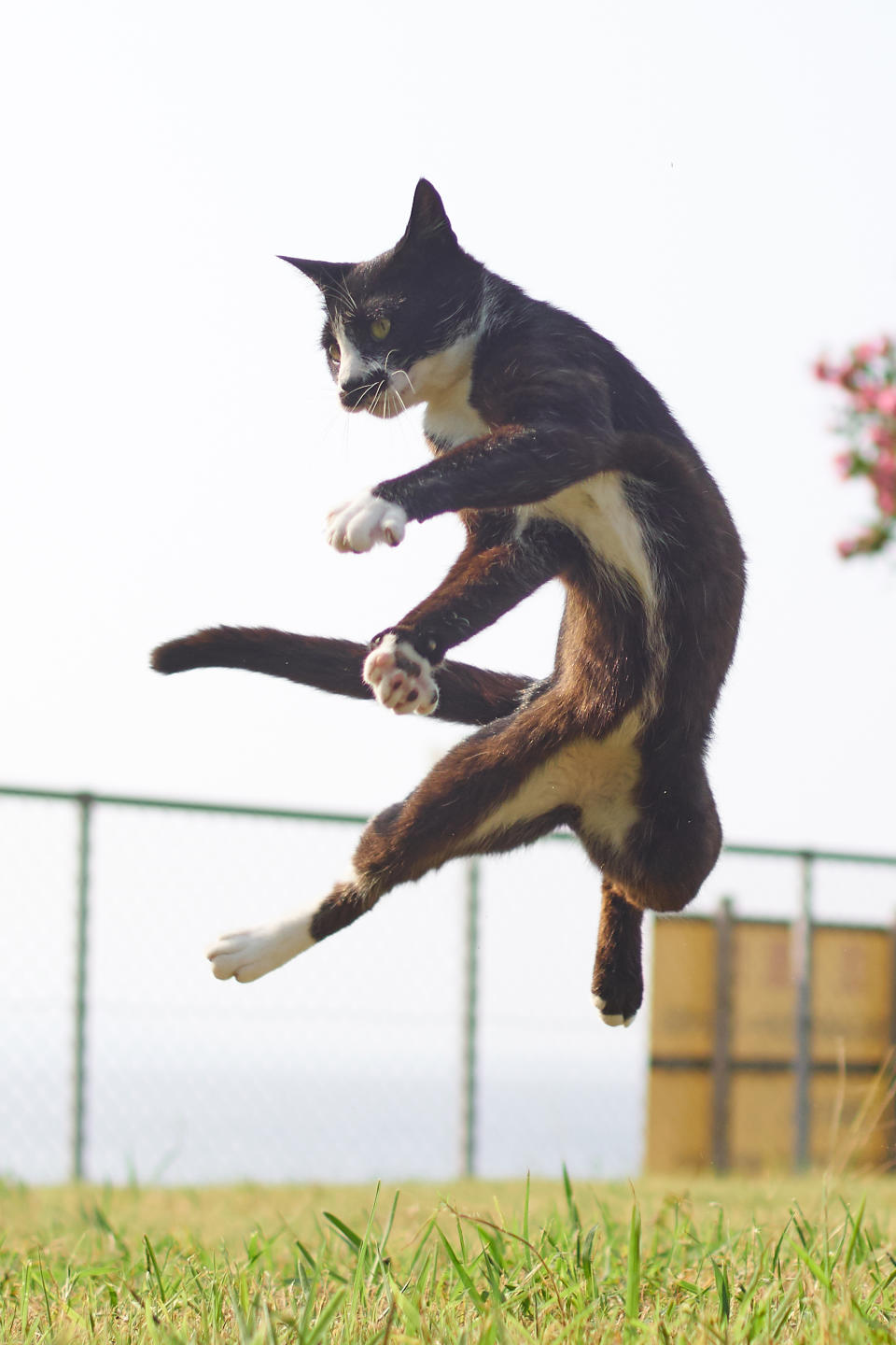 Kung-Fu-Katzen