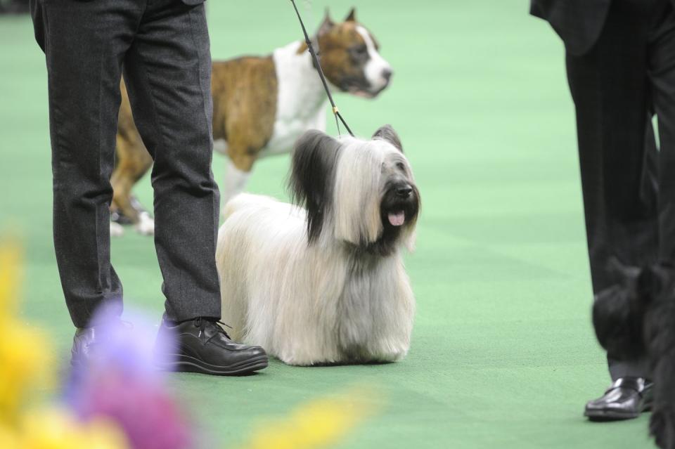 Skye Terrier