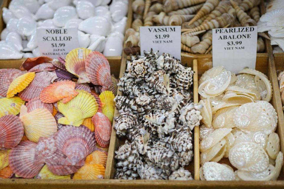 Scallop, vassum and abalone shells are among the seashells for sale at The Shell Shop in Morro Bay on Monday, April 10, 2023. The Morro Bay Chamber of Commerce will honor the store as its 2022 Business of the Year on April 21, 2023.