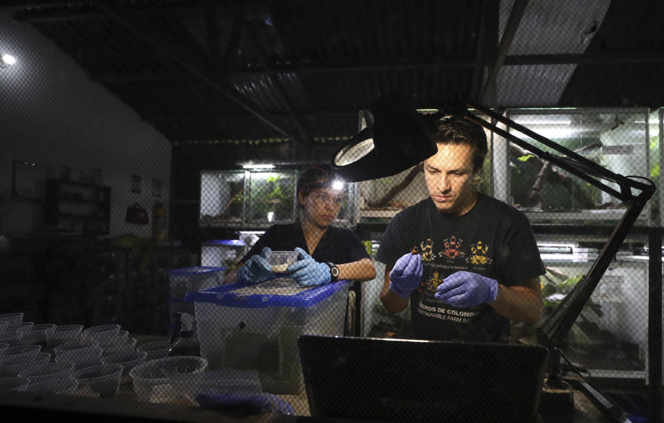 Los zoólogos Alejandra Curubo (izquierda) e Iván Ramos preparan ranas que serán exportadas a Estados Unidos en el centro de cría de ranas Tesoros de Colombia en Cundinamarca, Colombia, el 20 de mayo de 2019. Desde que Tesoros de Colombia empezó a exportar ranas a Estados Unidos hace seis años, el precio de algunos ejemplares codiciados cayó significativamente. (AP Foto/Fernando Vergara)