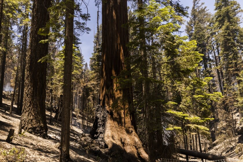 A sequoia tree damaged by the Washburn Fire is seen at Mariposa Grove in Yosemite National Park.