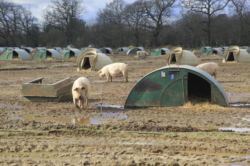 Free-range pigs roam a farm in the UK – unlike some meat supplied to major supermarkets (Geography Photos/UIG via Getty Images)