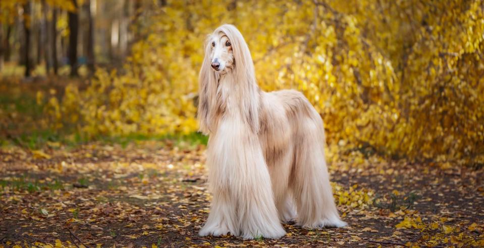 4) Afghan Hounds