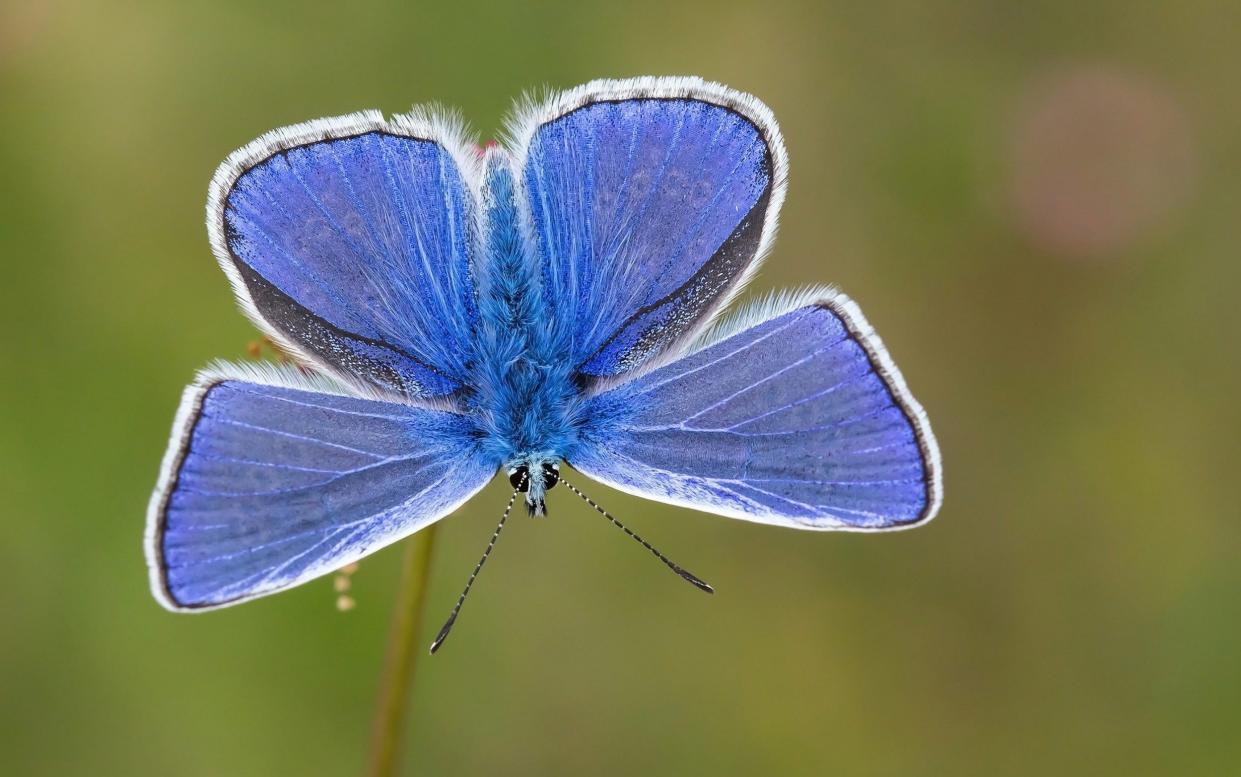 Sightings of the common blue butterfly are down 52 per cent