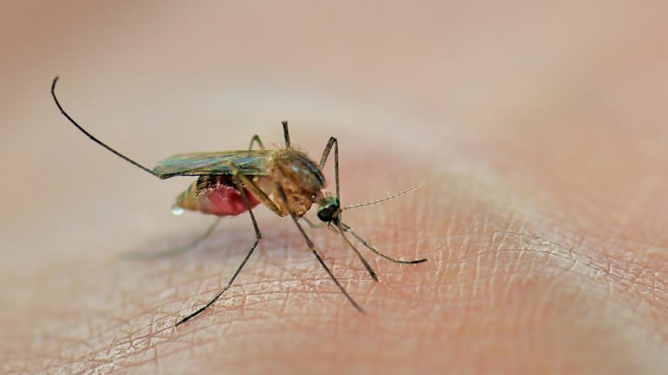 The best way to prevent dengue fever is to protect yourself from mosquito bites.