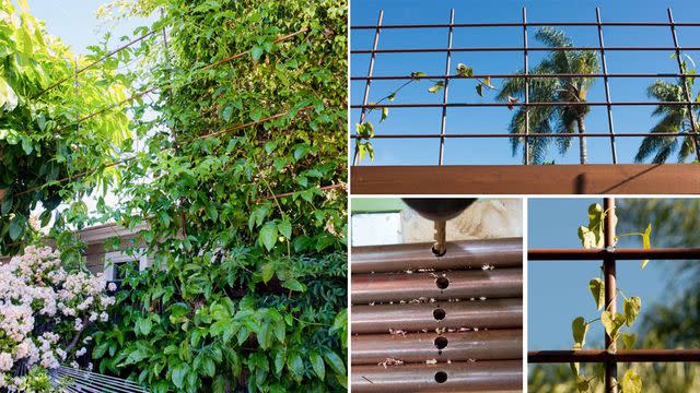 <p><a href="https://thehorticult.com/going-super-vertical-how-to-build-a-copper-pipe-trellis-without-soldering/" data-component="link" data-source="inlineLink" data-type="externalLink" data-ordinal="1">The Horticult</a></p>