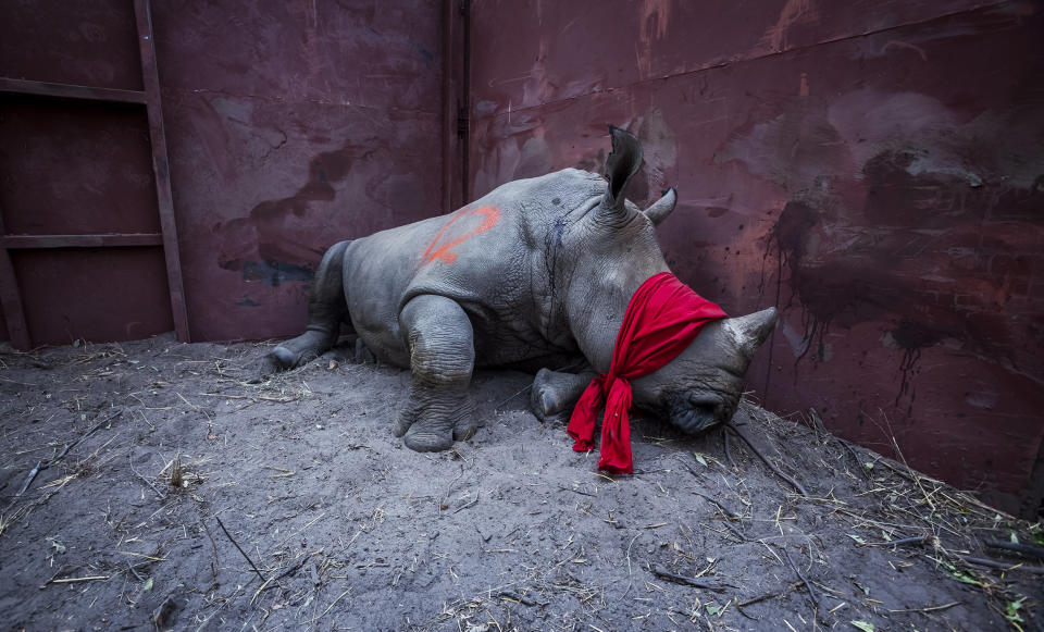 A young white rhino waits in a boma, blindfolded and partially drugged after a long journey from South Africa, before being released into the wild in Botswana as part of efforts to rebuild Botswana's lost rhino populations.