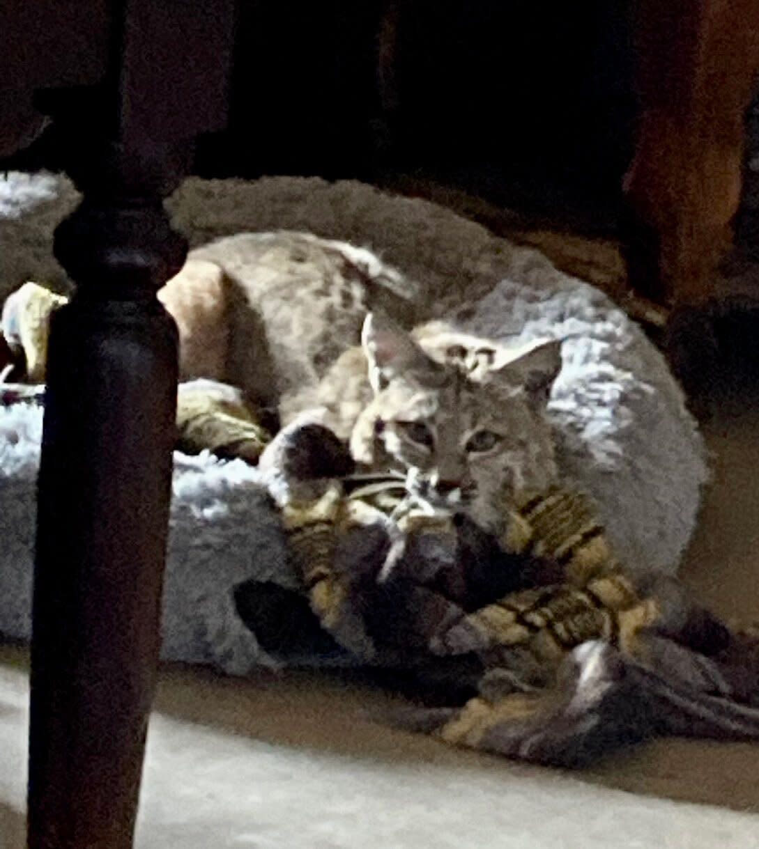 Bobcat Lounges in Home