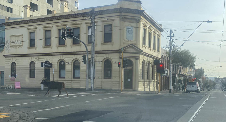 A wild deer runs through the streets of Fitzroy in inner Melbourne in June. Source: Twitter/AussieAusborne