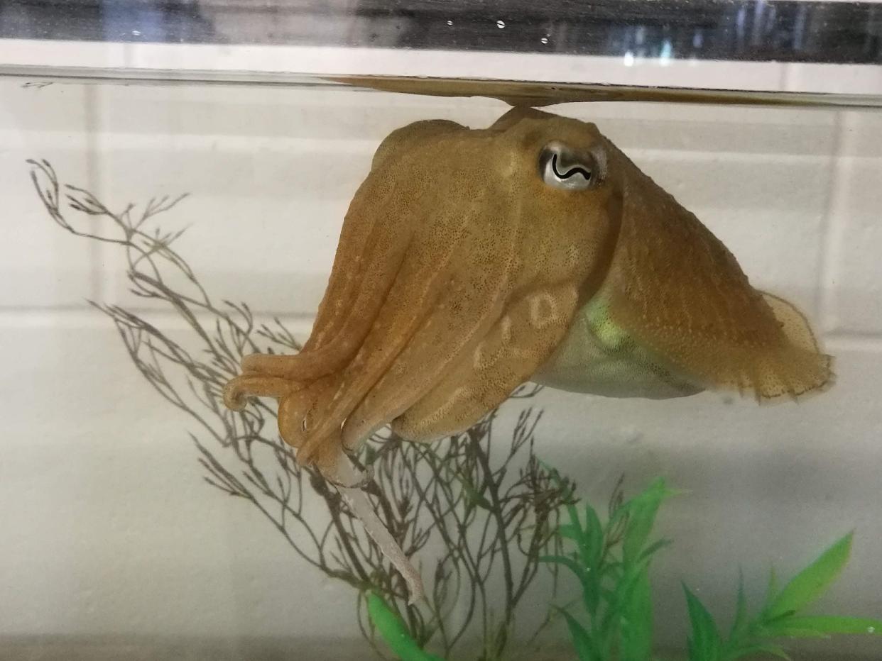 Cuttlefish delayed gratification