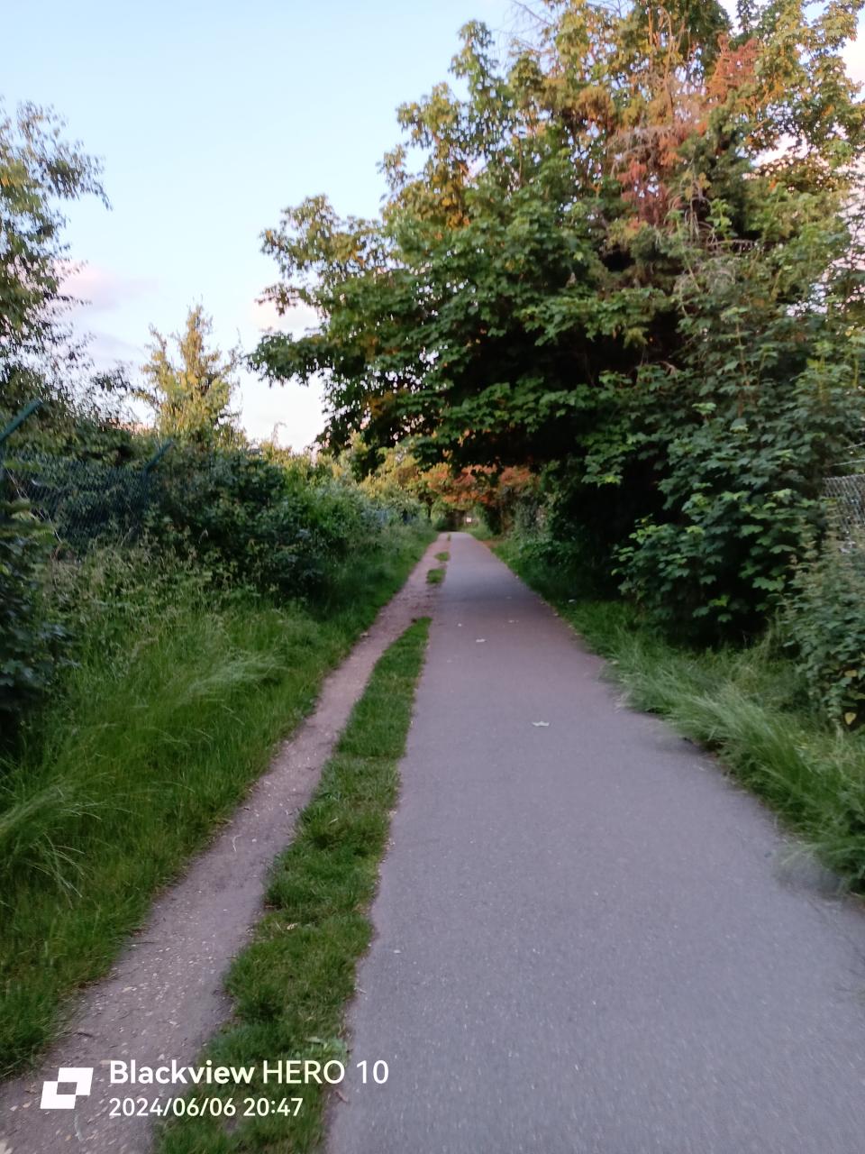 Picture of a pathway with green hedges