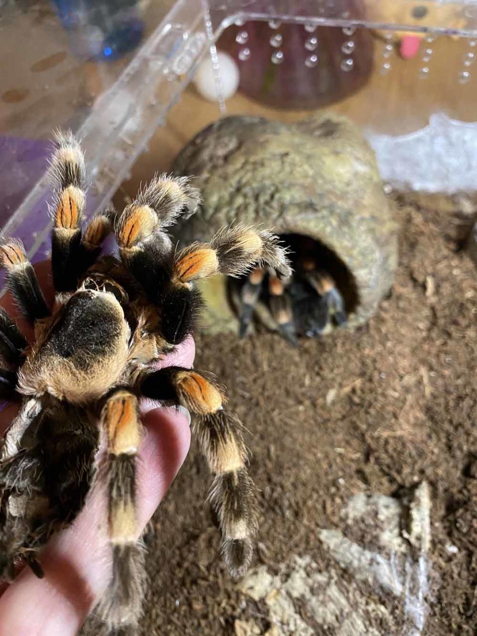 Claire holding the skin of one of her spiders (Collect/PA Real Life)