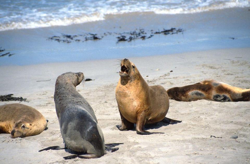 The chance to see the sea lions at Seal Bay is one of the big draws for visitors to Kangaroo Bay (Image: Alamy Stock Photo)