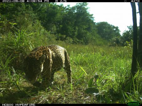 Jafar le jaguar, saisi par un piège photo en Guyane. Crédit : Kwata
