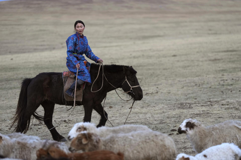 Nurmaa, the wife of herder Agvaantogtokh, rounds up their sheep, in the Munkh-Khaan region of the Sukhbaatar district, in southeast Mongolia, Saturday, May 13, 2023. Nurmaa, who married into this way of life, says, “Year by year I have learned a lot of things.” Herding and birthing animals. Helping set up camp. Cooking big meals of breads, stews, milk tea and homemade wine. (AP Photo/Manish Swarup)