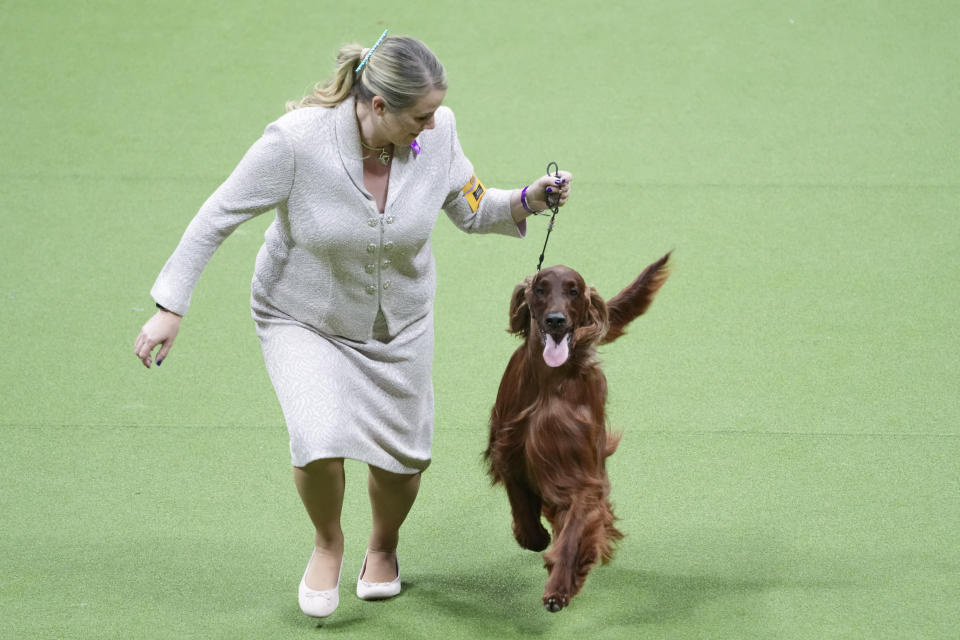 Declan, an Irish setter, competes in the sporting group competition during the 147th Westminster Kennel Club Dog show, Tuesday, May 9, 2023, at the USTA Billie Jean King National Tennis Center in New York. (AP Photo/Mary Altaffer)