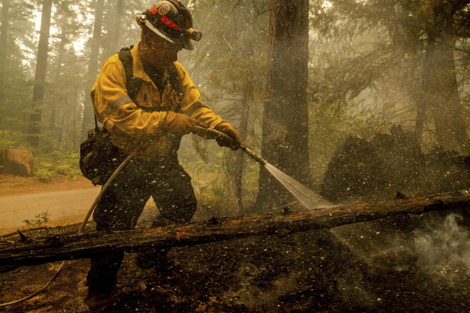 Central Calaveras firefighter Ryan Carpenter extinguishes flames from the Caldor Fire on Hazel Valley Road east of Riverton, Calif., on Thursday, Aug. 19, 2021. (AP Photo/Ethan Swope)