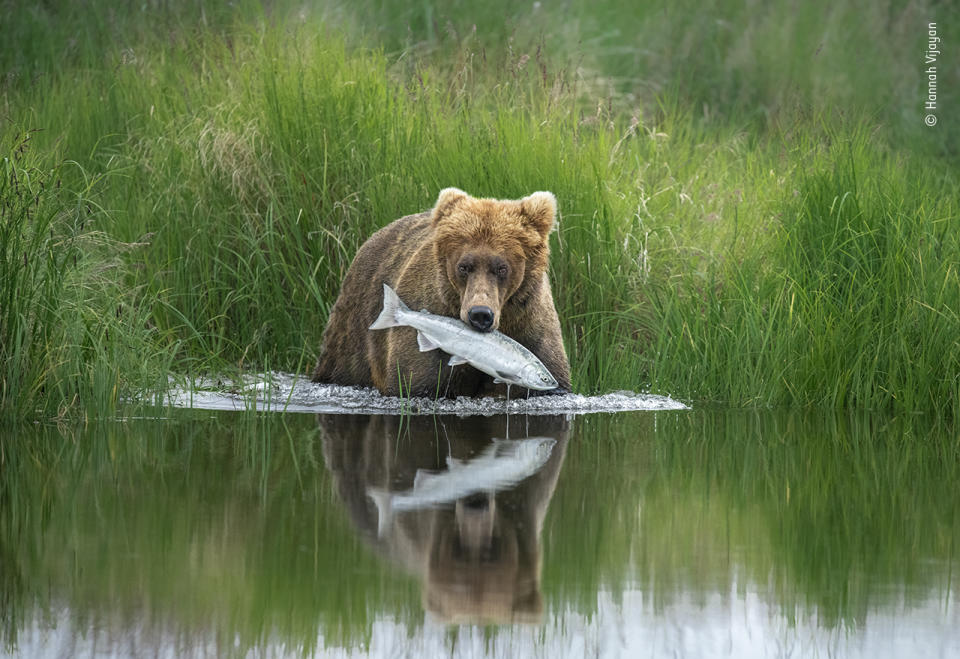 A brown bear pulls a salmon from the shallows of a river in Alaska’s Katmai National Park. The huge park contains Pacific coastline, mountains, lakes, rivers and an estimated 2,200 brown bears.