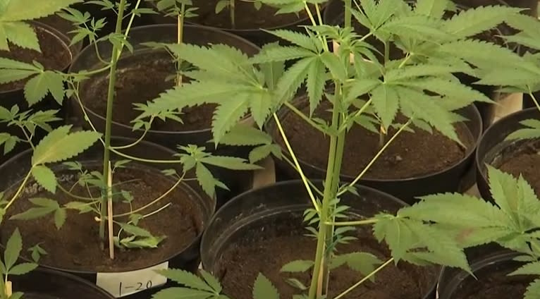 一名馬姓女子發現浪浪吃下大麻後能冷靜情緒，便決定開始分株培養。（圖／東森新聞）