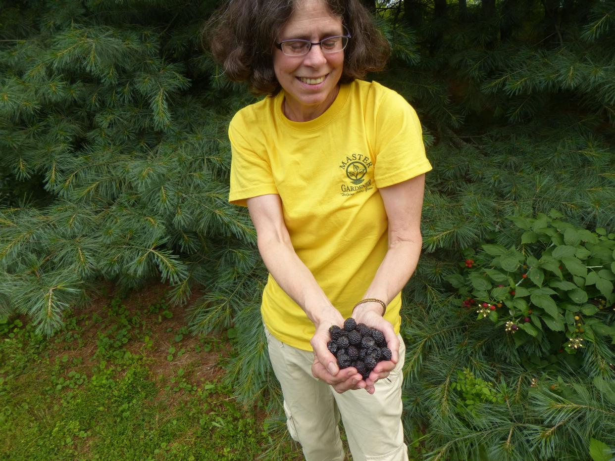 Laura Chatfield collects black raspberries in a past summer in Ohio.