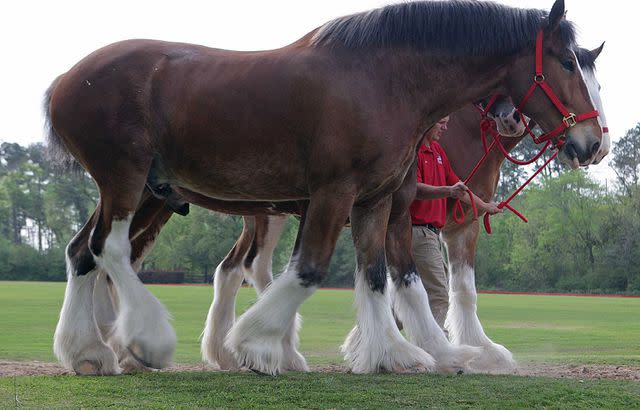 <p>James Nielsen/Houston Chronicle via Getty</p> Budweiser Clydesdale at Houston Polo Club.