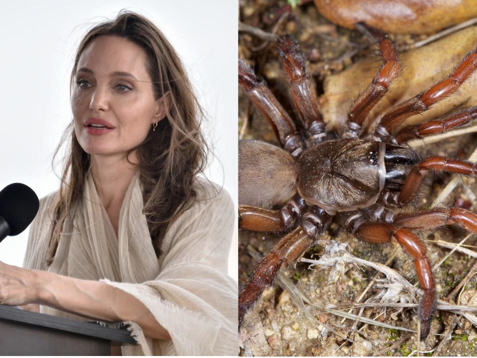 Side by side of the celebrity actress Angelina Jolie and the Aptostichus angelinajolieae spider.